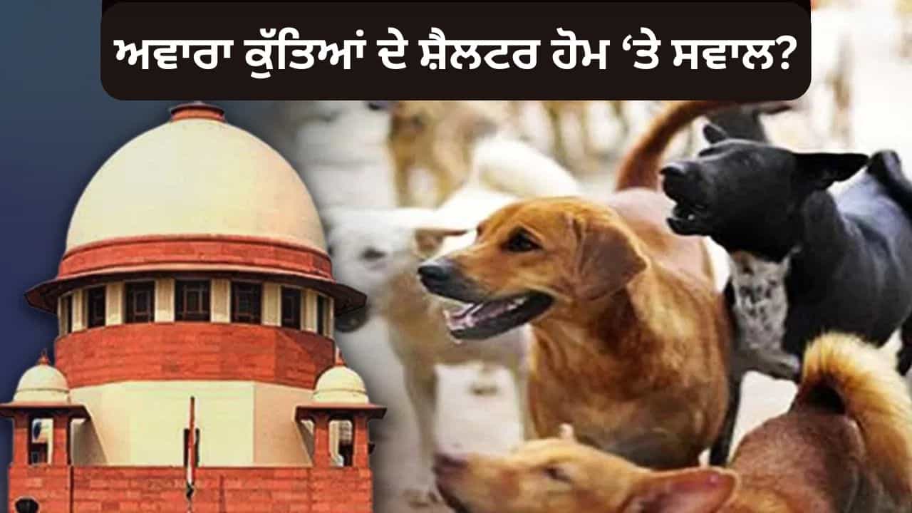 Stray Dogs issue: ਸੀਜੇਆਈ ਬੀਆਰ ਗਵਈ ਦੇਖਣਗੇ ਮਾਮਲਾ, ਸੁਪਰੀਮ ਕੋਰਟ ਦੇ 2 ਬੈਂਚਾਂ ਦੇ ਫੈਸਲੇ ਤੇ ਹੋਵੇਗਾ ਵਿਚਾਰ Stray Dogs issue: ਸੀਜੇਆਈ ਬੀਆਰ ਗਵਈ ਦੇਖਣਗੇ ਮਾਮਲਾ, ਸੁਪਰੀਮ ਕੋਰਟ ਦੇ 2 ਬੈਂਚਾਂ ਦੇ ਫੈਸਲੇ ਤੇ ਹੋਵੇਗਾ ਵਿਚਾਰ