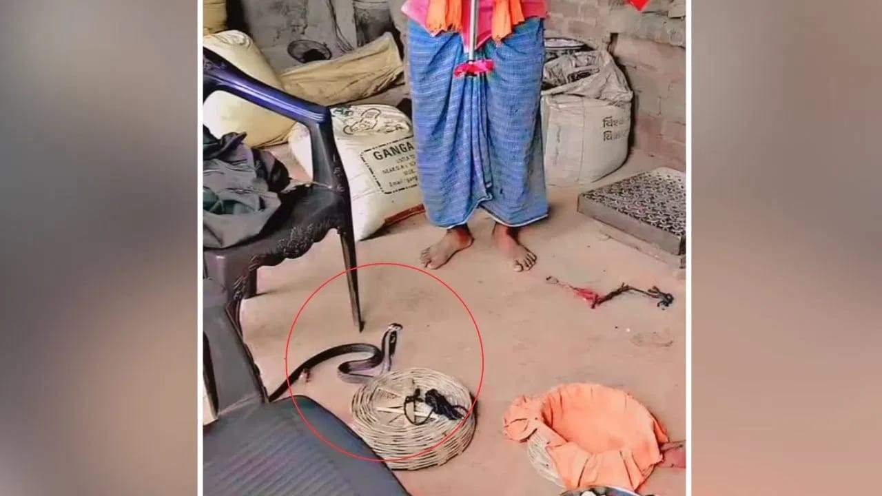 Cobra Funny Video: ਸਪੇਰੇ ਦੇ ਬੀਨ ਵਜਾਉਂਦਿਆਂ ਹੀ ਕੋਬਰਾ ਨੇ ਜੋ ਕੀਤਾ, ਦੇਖ ਕੇ ਰੋਕ ਨਹੀਂ ਪਾਵੋਗੇ ਹਾਸਾ