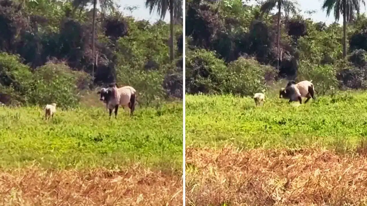 Shocking Video: ਸਾਨ੍ਹ ਲਈ ਯਮਰਾਜ ਬਣੀ ਭੇਡ! ਇੱਕ ਹੀ ਹੈੱਡਸ਼ਾਟ ਚ ਤੋੜਿਆ ਹੰਕਾਰ ; ਲੋਕਾਂ ਨੂੰ ਯਾਦ ਆਇਆ ਪੁਸ਼ਪਾ ਦਾ ਡਾਇਲਾਗ