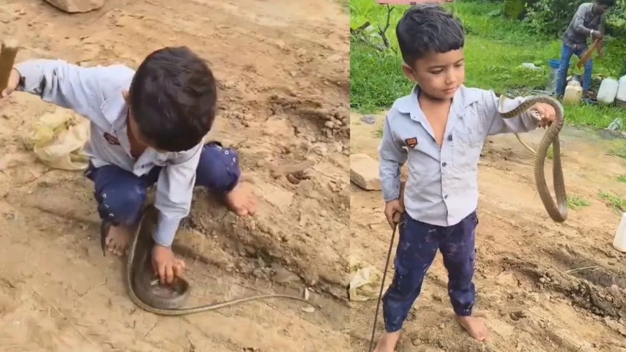 Viral Video:ਯਮਰਾਜ ਦੀ ਭੂਆ ਦਾ ਪੁੱਤਰ, ਛੋਟੇ ਬੱਚੇ ਨੇ ਇਸ ਤਰ੍ਹਾਂ ਫੜਿਆ ਸੱਪ, ਬਹਾਦਰੀ ਦੇਖ ਲੋਕ ਹੈਰਾਨ