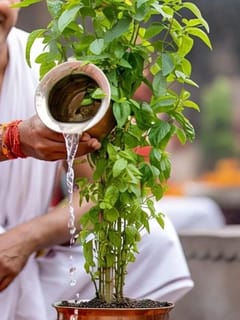 ਗੁਰੂ ਦੇ ਦੋਸ਼ ਦੂਰ ਕਰੇਗਾ ਤੁਲਸੀ ਦਾ ਇਹ ਉਪਾਅ...