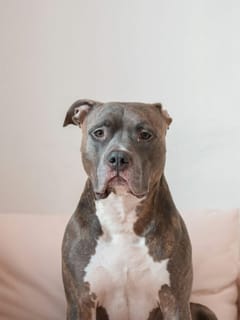 ਇਹ ਹਨ ਭਾਰਤ ਵਿੱਚ ਵਿਕਣ ਵਾਲੀਆਂ ਕੁੱਤਿਆਂ ਦੀਆਂ ਸਭ ਤੋਂ ਮਹਿੰਗੀਆਂ ਨਸਲਾਂ...