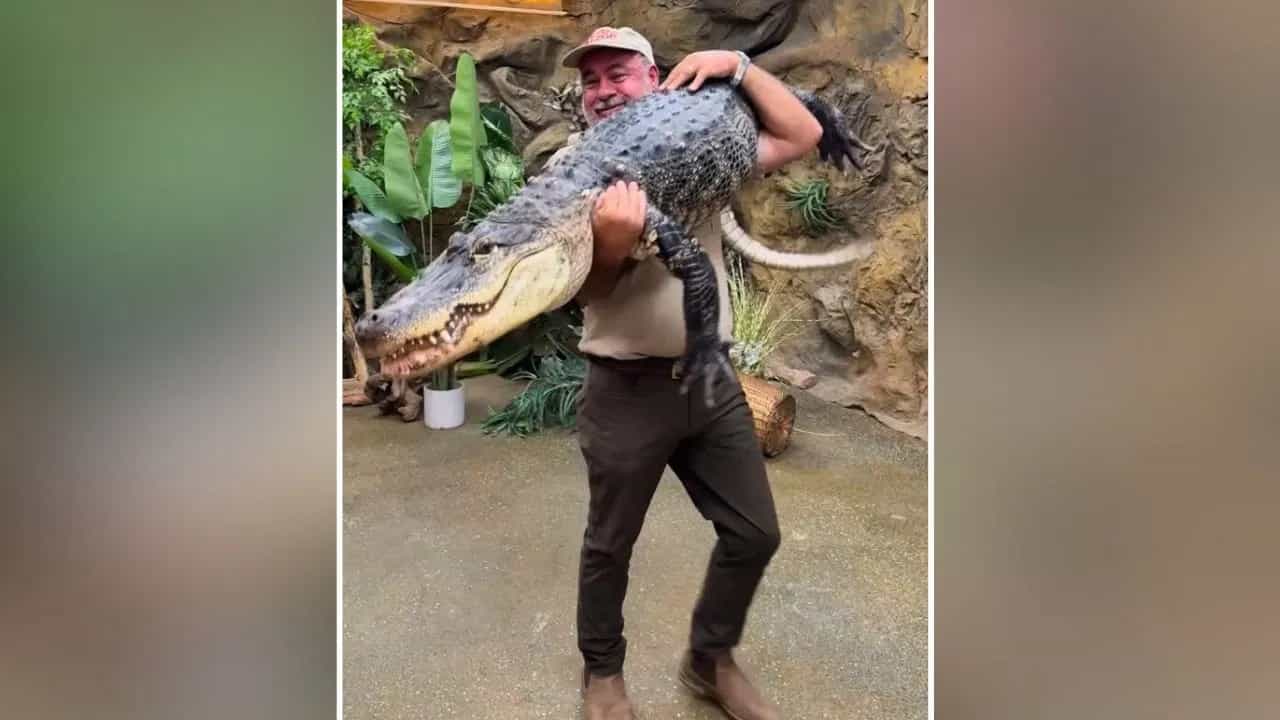 Shocking Video: ਮਗਰਮੱਛ ਨੂੰ ਗੋਦੀ ਵਿੱਚ ਲੈ ਕੇ ਘੁੰਮਦਾ ਵਿਖਿਆ ਸ਼ਖਸ, Video ਵੇਖ ਕੇ ਉੱਡ ਜਾਣਗੇ ਹੋਸ਼! Shocking Video: ਮਗਰਮੱਛ ਨੂੰ ਗੋਦੀ ਵਿੱਚ ਲੈ ਕੇ ਘੁੰਮਦਾ ਵਿਖਿਆ ਸ਼ਖਸ, Video ਵੇਖ ਕੇ ਉੱਡ ਜਾਣਗੇ ਹੋਸ਼!