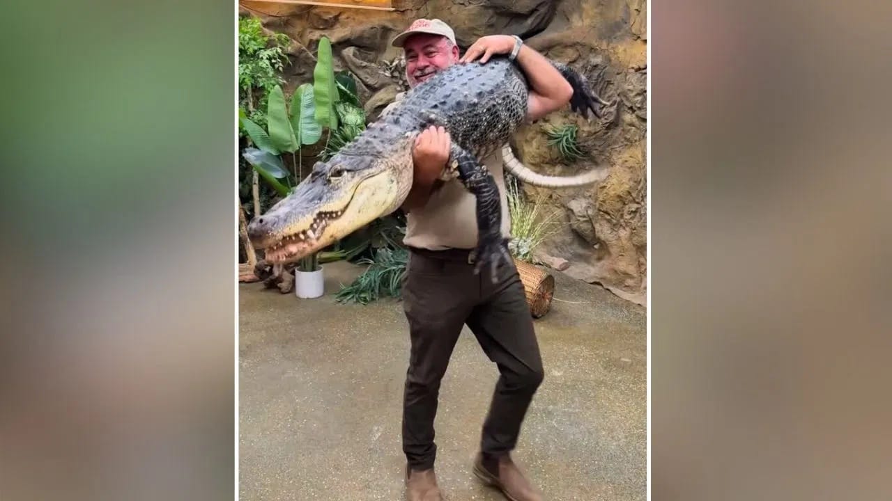 Shocking Video: ਮਗਰਮੱਛ ਨੂੰ ਗੋਦੀ ਵਿੱਚ ਲੈ ਕੇ ਘੁੰਮਦਾ ਵਿਖਿਆ ਸ਼ਖਸ, Video ਵੇਖ ਕੇ ਉੱਡ ਜਾਣਗੇ ਹੋਸ਼!