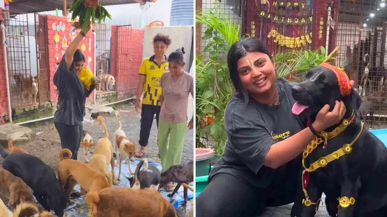 Viral Video: ਆਵਾਰਾ ਕੁੱਤਿਆਂ ਲਈ ਸਜਾਈ ਗਈ ਦਹੀਂ ਹਾਂਡੀ, ਕ੍ਰਿਸ਼ਨਾਂ ਦੇ ਰੰਗ ਚ ਰੰਗੇ ਕੁੱਤੇ Viral Video: ਆਵਾਰਾ ਕੁੱਤਿਆਂ ਲਈ ਸਜਾਈ ਗਈ ਦਹੀਂ ਹਾਂਡੀ, ਕ੍ਰਿਸ਼ਨਾਂ ਦੇ ਰੰਗ ਚ ਰੰਗੇ ਕੁੱਤੇ