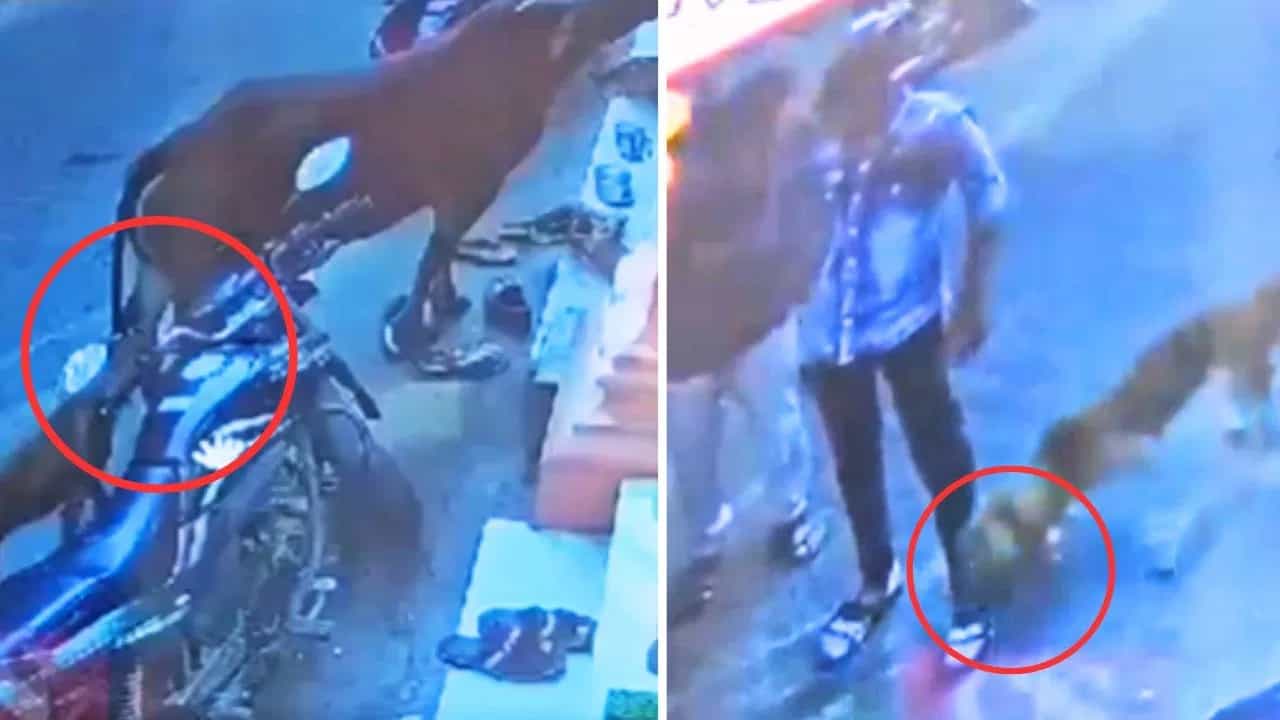 Viral Video: ਆਵਾਰਾ ਕੁੱਤੇ ਨੇ ਗਾਂ ਨੂੰ ਵੱਢਿਆ, ਬਚਾਉਣ ਆਏ ਸ਼ਖਸ ਨੇ ਡੰਡੇ ਨਾਲ ਕੁਟਿਆ, ਇਹ ਦੇਖ ਕੇ ਭੜਕੇ ਡੌਗ ਲਵਰ ਨੂੰ ਉੱਸੇ ਕੁੱਤੇ ਨੇ ਕੀਤਾ ਜਖ਼ਮੀ Viral Video: ਆਵਾਰਾ ਕੁੱਤੇ ਨੇ ਗਾਂ ਨੂੰ ਵੱਢਿਆ, ਬਚਾਉਣ ਆਏ ਸ਼ਖਸ ਨੇ ਡੰਡੇ ਨਾਲ ਕੁਟਿਆ, ਇਹ ਦੇਖ ਕੇ ਭੜਕੇ ਡੌਗ ਲਵਰ ਨੂੰ ਉੱਸੇ ਕੁੱਤੇ ਨੇ ਕੀਤਾ ਜਖ਼ਮੀ