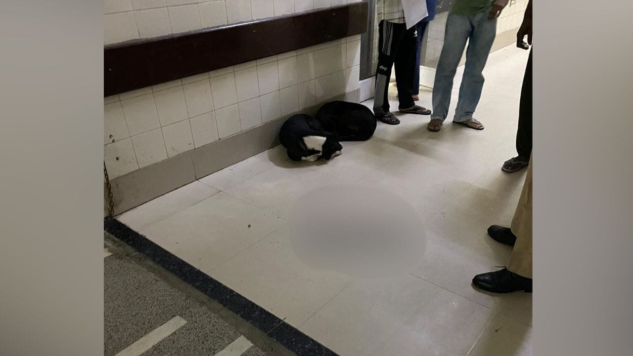 ਪਟਿਆਲਾ: ਹਸਪਤਾਲ 'ਚ ਕੁੱਤੇ ਦੇ ਮੁੰਹ 'ਚੋਂ ਮਿਲਿਆ ਨਵਜੰਮੇ ਬੱਚੇ ਦਾ ਸਿਰ, ਸਿਹਤ ਮੰਤਰੀ ਨੇ ਜਾਂਚ ਦੇ ਦਿੱਤੇ ਹੁਕਮ