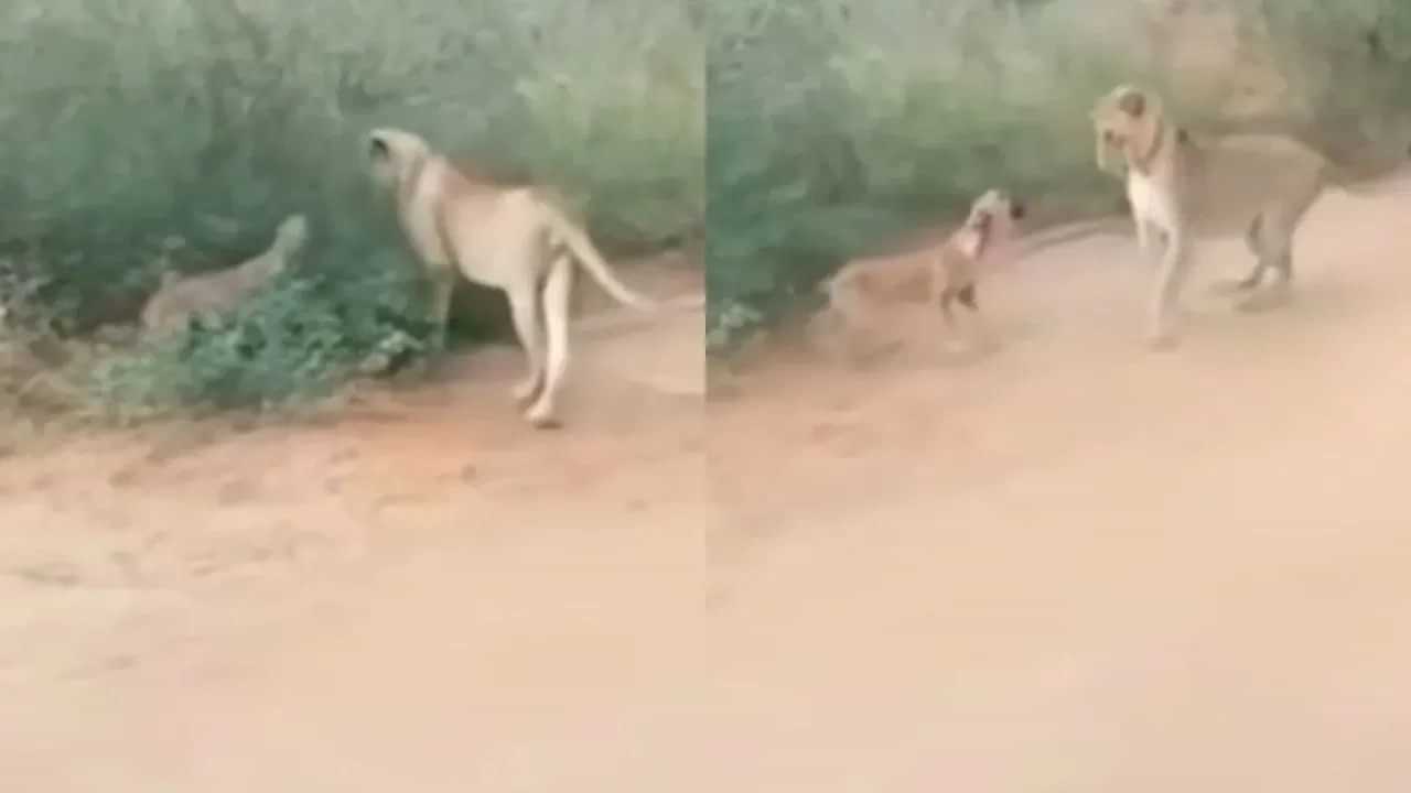 Viral Video:: ਕੁੱਤੇ ਦੇ ਭੌਂਕਣ ਤੇ ਸ਼ੇਰਨੀ ਦੀ ਹਵਾ ਹੋਈ ਟਾਈਟ, ਡੋਗੇਸ਼ ਭਾਈ ਦੇ ਗੁੱਸੇ ਅੱਗੇ ਜੰਗਲ ਦੀ ਰਾਣੀ ਨੇ ਇੰਝ ਸੁੱਟੇ ਹਥਿਆਰ Viral Video:: ਕੁੱਤੇ ਦੇ ਭੌਂਕਣ ਤੇ ਸ਼ੇਰਨੀ ਦੀ ਹਵਾ ਹੋਈ ਟਾਈਟ, ਡੋਗੇਸ਼ ਭਾਈ ਦੇ ਗੁੱਸੇ ਅੱਗੇ ਜੰਗਲ ਦੀ ਰਾਣੀ ਨੇ ਇੰਝ ਸੁੱਟੇ ਹਥਿਆਰ