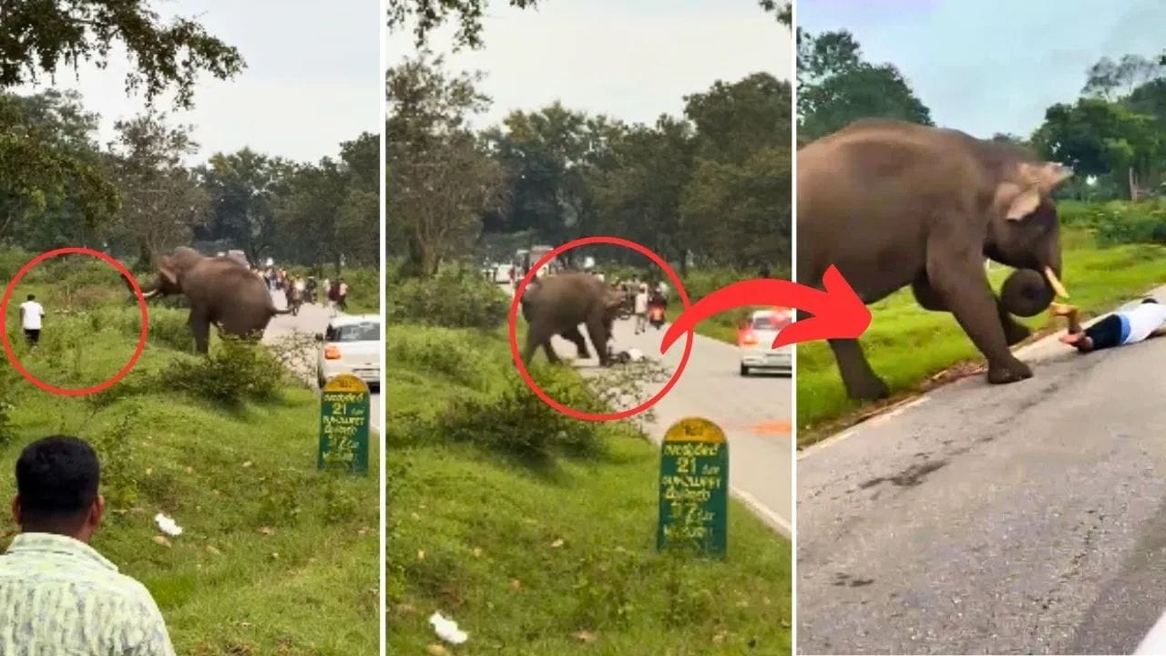ਹਾਥੀ ਨਾਲ ਸੈਲਫੀ ਲੈਣੀ ਪਈ ਮਹਿੰਗੀ, ਨੌਜਵਾਨ 'ਤੇ ਕੀਤਾ ਹਾਥੀ ਨੇ ਹਮਲਾ, ਵੀਡਿਓ ਵਾਇਰਲ