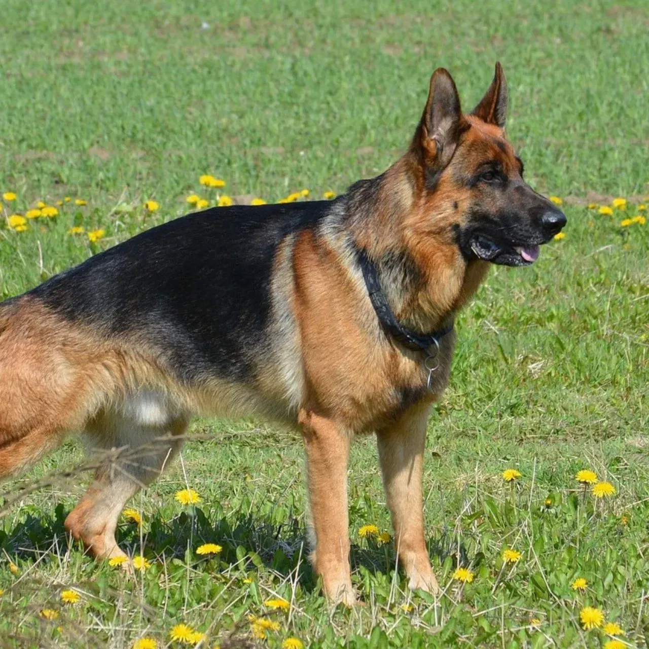 ਜਰਮਨ ਸ਼ੈਫਰਡ - ਇਹ ਕੁੱਤੇ ਬਹੁਤ ਬੁੱਧੀਮਾਨ ਹੁੰਦੇ ਹਨ, ਜਿਨ੍ਹਾਂ ਨੂੰ ਪੁਲਿਸ, ਫੌਜ ਜਾਂ ਸੁਰੱਖਿਆ ਲਈ ਸਭ ਤੋਂ ਵੱਧ ਵਰਤਿਆ ਜਾਂਦਾ ਹੈ। ਕੁਝ ਲੋਕ ਘਰ ਦੀ ਸੁਰੱਖਿਆ ਲਈ ਵੀ ਜਰਮਨ ਸ਼ੈਫਰਡ ਰੱਖਦੇ ਹਨ। ਉਨ੍ਹਾਂ ਨੂੰ ਰੋਜ਼ਾਨਾ ਐਕਸਰਸਾਈਜ਼ ਅਤੇ ਐਕਟੀਵਿਟੀ ਦੀ ਲੋੜ ਹੁੰਦੀ ਹੈ। Credit: Pixabay