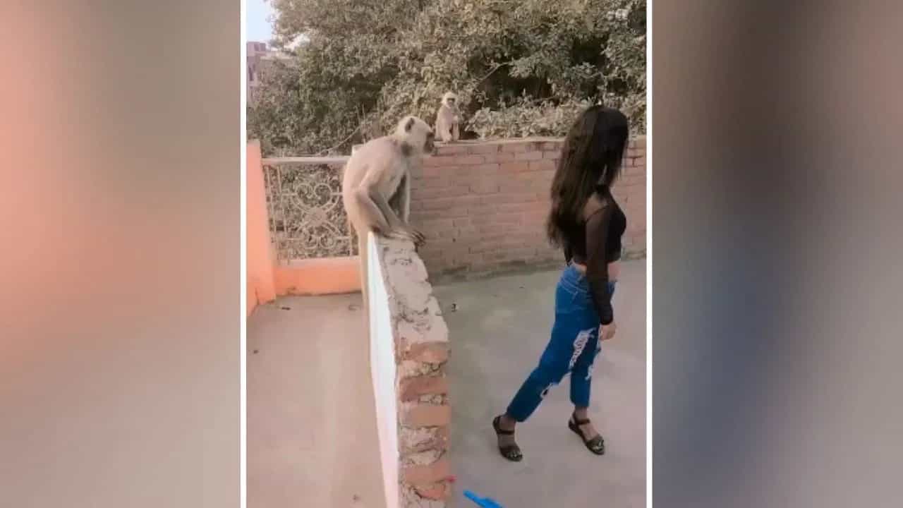 Funny Video: ਲੰਗੂਰ ਨੇ ਵਿਗਾੜੀ ਰੀਲ, ਕੁੜੀ ਨਾਲ ਹੋਇਆ ਕੁਝ ਅਜਿਹਾ, ਦੇਖ ਕੇ ਨਹੀਂ ਰੁੱਕੇਗਾ ਹਾਸਾ Funny Video: ਲੰਗੂਰ ਨੇ ਵਿਗਾੜੀ ਰੀਲ, ਕੁੜੀ ਨਾਲ ਹੋਇਆ ਕੁਝ ਅਜਿਹਾ, ਦੇਖ ਕੇ ਨਹੀਂ ਰੁੱਕੇਗਾ ਹਾਸਾ