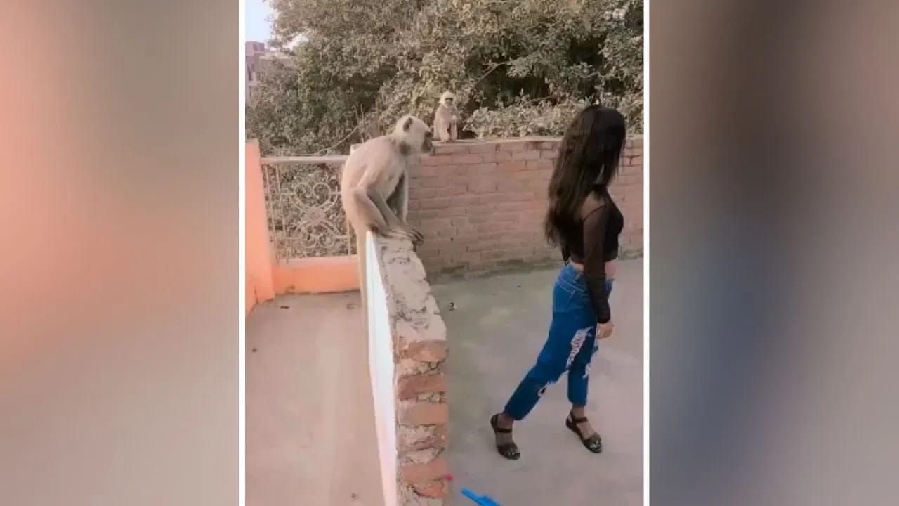 Funny Video: ਲੰਗੂਰ ਨੇ ਵਿਗਾੜੀ ਰੀਲ, ਕੁੜੀ ਨਾਲ ਹੋਇਆ ਕੁਝ ਅਜਿਹਾ, ਦੇਖ ਕੇ ਨਹੀਂ ਰੁੱਕੇਗਾ ਹਾਸਾ