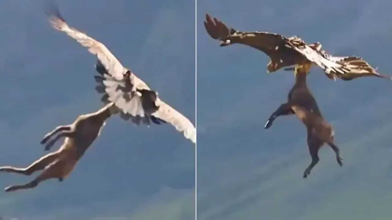 Viral Video: ਖੂਨੀ ਬਾਜ਼ ਦੇ ਹੱਥ ਲੱਗਾ ਹਿਰਨ ਦਾ ਬੱਚਾ, ਫਿਰ ਅਸਮਾਨ ਵਿੱਚ ਦਿਖਾਈ ਆਪਣੀ ਤਾਕਤ Viral Video: ਖੂਨੀ ਬਾਜ਼ ਦੇ ਹੱਥ ਲੱਗਾ ਹਿਰਨ ਦਾ ਬੱਚਾ, ਫਿਰ ਅਸਮਾਨ ਵਿੱਚ ਦਿਖਾਈ ਆਪਣੀ ਤਾਕਤ