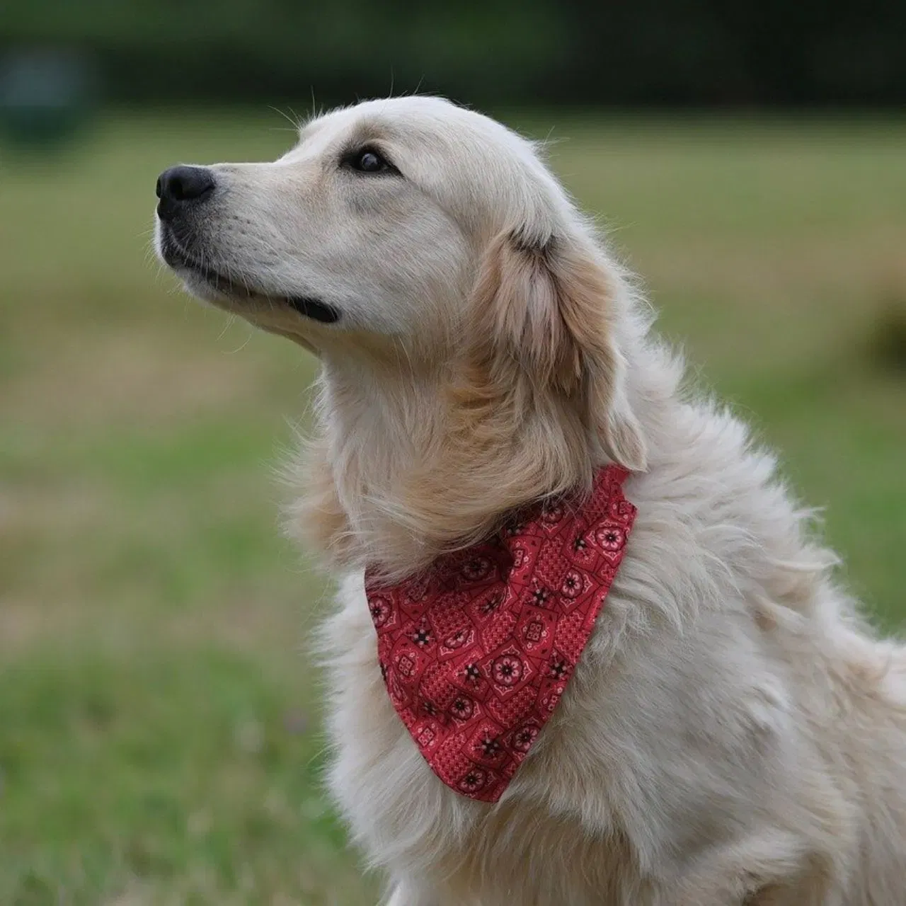 ਗੋਲਡਨ ਰੀਟ੍ਰੀਵਰ - ਇਹਨਾਂ ਕੁੱਤਿਆਂ ਨੂੰ ਟ੍ਰੇਨਿੰਗ ਦੇਣਾ ਬਹੁਤ ਆਸਾਨ ਹੈ। ਇਹ ਸਾਰਿਆਂ ਨਾਲ ਘੁੱਲ-ਮਿਲ ਜਾਂਦੇ ਹਨ। ਹਾਲਾਂਕਿ, ਇਹਨਾਂ ਨੂੰ ਬਹੁਤ ਅਟੈਂਸ਼ਨ ਦੀ ਆਦਤ ਹੁੰਦੀ ਹੈ। ਜੇਕਰ ਤੁਸੀਂ ਉਨ੍ਹਾਂ ਦੀ ਦੇਖਭਾਲ ਨਹੀਂ ਕਰਦੇ, ਤਾਂ ਉਹ ਬਹੁਤ ਜ਼ਿਆਦਾ ਉਤੇਜਿਤ ਹੋ ਸਕਦੇ ਹਨ।