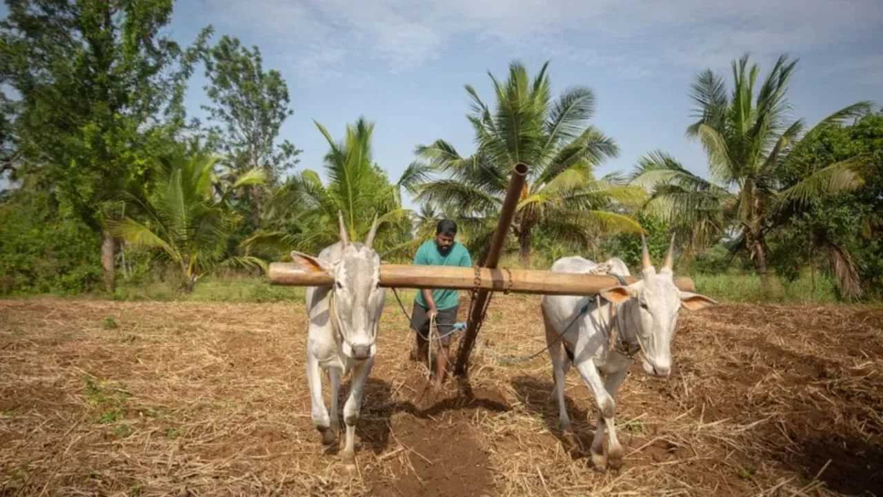 ਭਾਰਤ ਦੁਨੀਆ ਵਿੱਚ ਮਿਲੇਟਸ ਦਾ ਸਭ ਤੋਂ ਵੱਡਾ ਉਤਪਾਦਕ, 180 ਲੱਖ ਟਨ ਉਗਾਇਆ ਭਾਰਤ ਦੁਨੀਆ ਵਿੱਚ ਮਿਲੇਟਸ ਦਾ ਸਭ ਤੋਂ ਵੱਡਾ ਉਤਪਾਦਕ, 180 ਲੱਖ ਟਨ ਉਗਾਇਆ