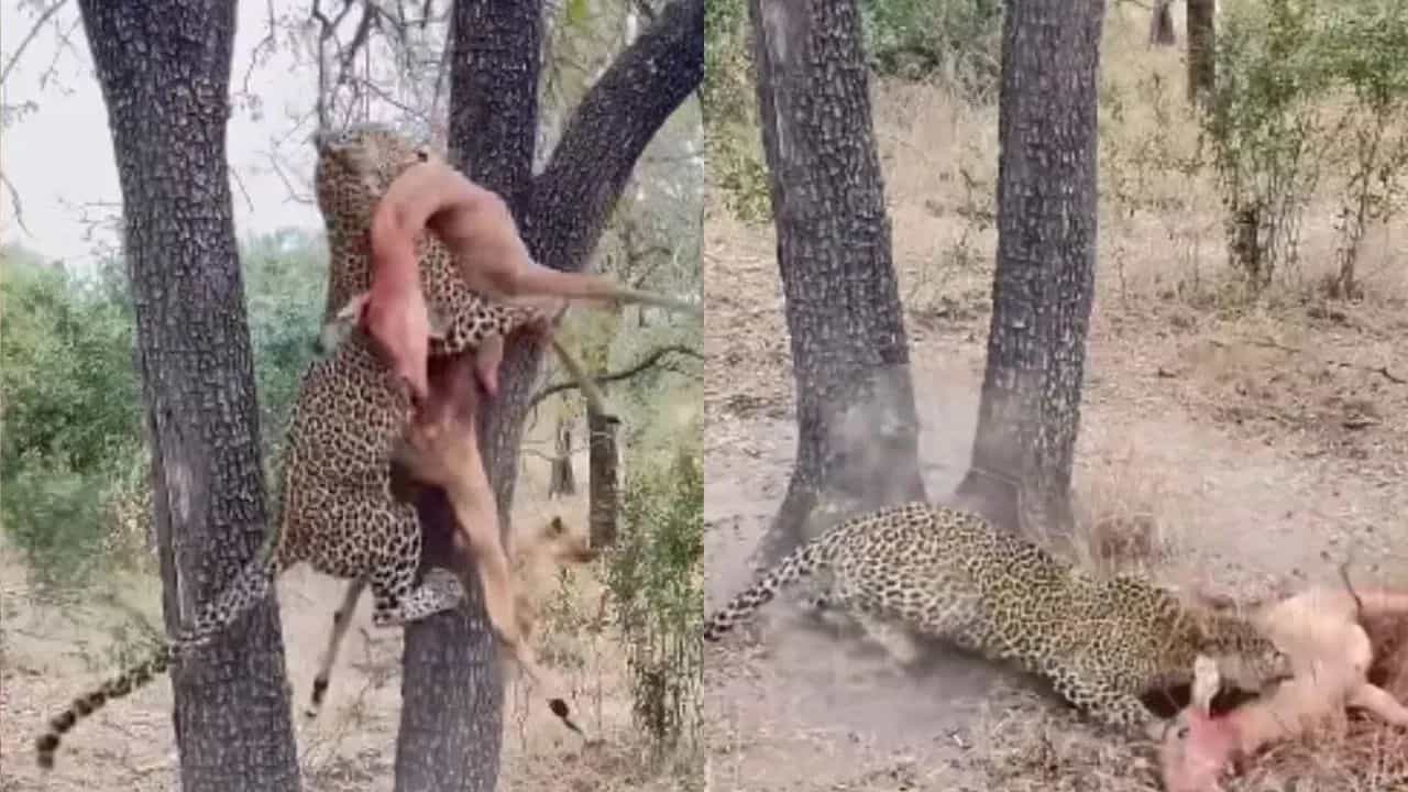 Viral Video: ਤੇਂਦੁਏ ਤੋਂ ਸ਼ਿਕਾਰ ਖੋਹਣਾ ਚਾਹੁੰਦਾ ਸੀ ਲੱਕੜਬੱਘਾ, ਫਿਰ ਜੋ ਹੋਇਆ...ਵੇਖ ਕੇ ਕੰਬ ਜਾਵੇਗੀ ਰੂਹ Viral Video: ਤੇਂਦੁਏ ਤੋਂ ਸ਼ਿਕਾਰ ਖੋਹਣਾ ਚਾਹੁੰਦਾ ਸੀ ਲੱਕੜਬੱਘਾ, ਫਿਰ ਜੋ ਹੋਇਆ...ਵੇਖ ਕੇ ਕੰਬ ਜਾਵੇਗੀ ਰੂਹ