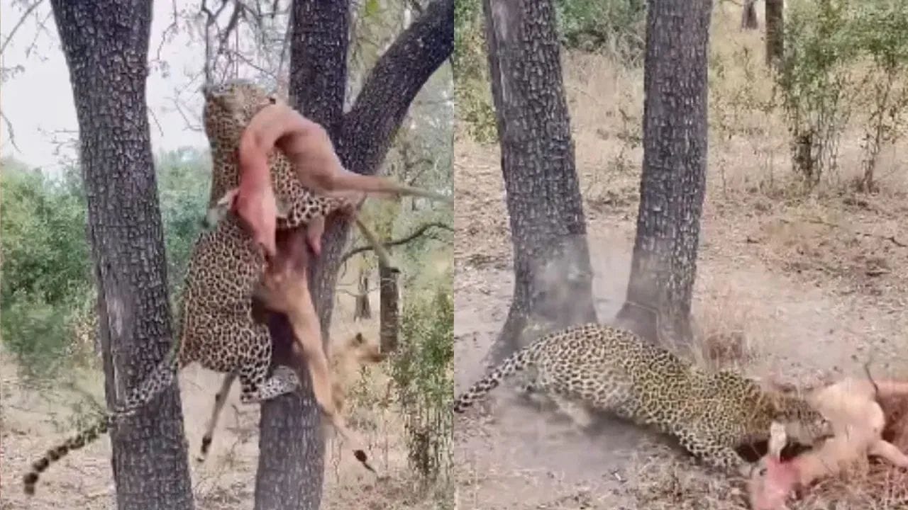 Viral Video: ਤੇਂਦੁਏ ਤੋਂ ਸ਼ਿਕਾਰ ਖੋਹਣਾ ਚਾਹੁੰਦਾ ਸੀ ਲੱਕੜਬੱਘਾ, ਫਿਰ ਜੋ ਹੋਇਆ...ਵੇਖ ਕੇ ਕੰਬ ਜਾਵੇਗੀ ਰੂਹ