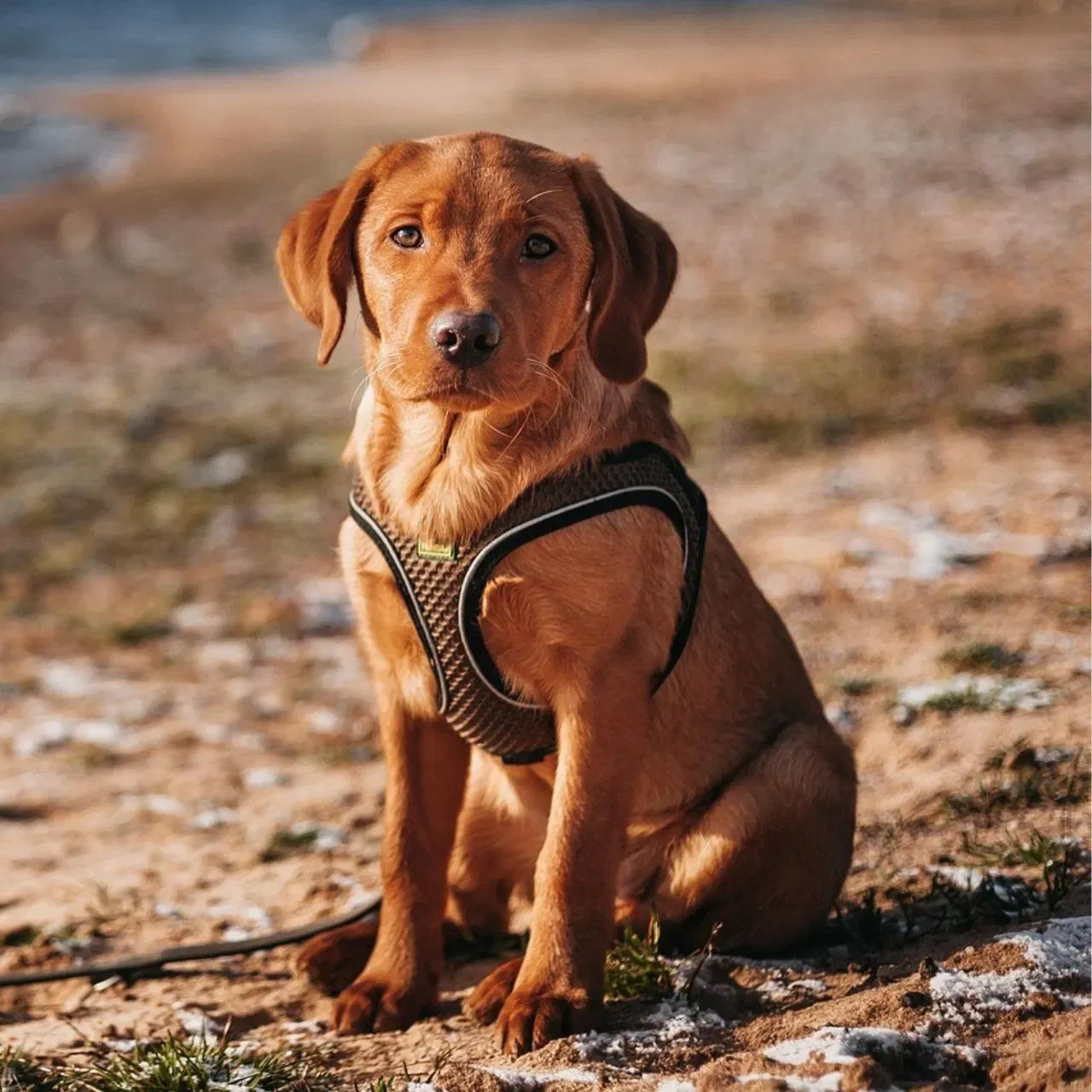 ਲੈਬਰਾਡੋਰ ਰੀਟ੍ਰੀਵਰ- ਇਹ ਕੁੱਤਾ ਬਹੁਤ ਫਰੈਂਡਲੀ ਹੁੰਦਾ ਹੈ ਅਤੇ ਘਰ ਵਿੱਚ ਰੱਖਣ ਲਈ ਬਹੁਤ ਪਸੰਦ ਕੀਤਾ ਜਾਂਦਾ ਹੈ। ਇਸਨੂੰ ਬਾਹਰ ਖੇਡਣਾ ਪਸੰਦ ਹੁੰਦਾ ਹੈ। ਇਹ ਕੁੱਤੇ ਬਹੁਤ ਐਨਰਜੈਟਿਕ ਹੁੰਦੇ ਹਨ, ਇਸ ਲਈ ਉਨ੍ਹਾਂ ਨੂੰ ਕਸਰਤ ਅਤੇ ਐਕਟੀਵਿਟੀ ਦੀ ਲੋੜ ਹੁੰਦੀ ਹੈ, ਨਹੀਂ ਤਾਂ ਇਹ ਬੋਰ ਹੋ ਜਾਂਦੇ ਹਨ।