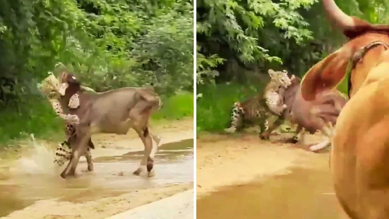 Viral Video: ਖੂੰਖਾਰ ਤੇਂਦੂਏ ਨੇ ਦਬੋਚ ਲਈ ਵੱਛੇ ਦੀ ਗਰਦਨ, ਪਰ ਗਾਂ ਦਾ ਭਿਆਨਕ ਰੂਪ ਦੇਖ ਕੇ ਸਹਿਮਿਆ ਸ਼ਿਕਾਰੀ Viral Video: ਖੂੰਖਾਰ ਤੇਂਦੂਏ ਨੇ ਦਬੋਚ ਲਈ ਵੱਛੇ ਦੀ ਗਰਦਨ, ਪਰ ਗਾਂ ਦਾ ਭਿਆਨਕ ਰੂਪ ਦੇਖ ਕੇ ਸਹਿਮਿਆ ਸ਼ਿਕਾਰੀ