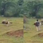 Viral Video: ਸ਼ੇਰ ਖੁਸ਼ੀ ਨਾਲ ਖਾ ਰਿਹਾ ਸੀ ਸ਼ਿਕਾਰ, ਸ਼ਖਸ ਨੂੰ ਨਹੀਂ ਆਇਆ ਚੈਨ, ਵੀਡੀਓ ਬਣਾਉਣ ਦੇ ਚੱਕਰ ‘ਚ ਚੁੱਕਿਆ ਖ਼ਤਰਾ Viral Video: ਸ਼ੇਰ ਖੁਸ਼ੀ ਨਾਲ ਖਾ ਰਿਹਾ ਸੀ ਸ਼ਿਕਾਰ, ਸ਼ਖਸ ਨੂੰ ਨਹੀਂ ਆਇਆ ਚੈਨ, ਵੀਡੀਓ ਬਣਾਉਣ ਦੇ ਚੱਕਰ ‘ਚ ਚੁੱਕਿਆ ਖ਼ਤਰਾ