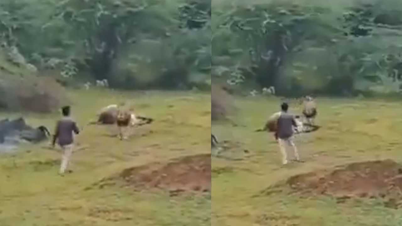 Viral Video: ਸ਼ੇਰ ਖੁਸ਼ੀ ਨਾਲ ਖਾ ਰਿਹਾ ਸੀ ਸ਼ਿਕਾਰ, ਸ਼ਖਸ ਨੂੰ ਨਹੀਂ ਆਇਆ ਚੈਨ, ਵੀਡੀਓ ਬਣਾਉਣ ਦੇ ਚੱਕਰ ਚ ਚੁੱਕਿਆ ਖ਼ਤਰਾ Viral Video: ਸ਼ੇਰ ਖੁਸ਼ੀ ਨਾਲ ਖਾ ਰਿਹਾ ਸੀ ਸ਼ਿਕਾਰ, ਸ਼ਖਸ ਨੂੰ ਨਹੀਂ ਆਇਆ ਚੈਨ, ਵੀਡੀਓ ਬਣਾਉਣ ਦੇ ਚੱਕਰ ਚ ਚੁੱਕਿਆ ਖ਼ਤਰਾ