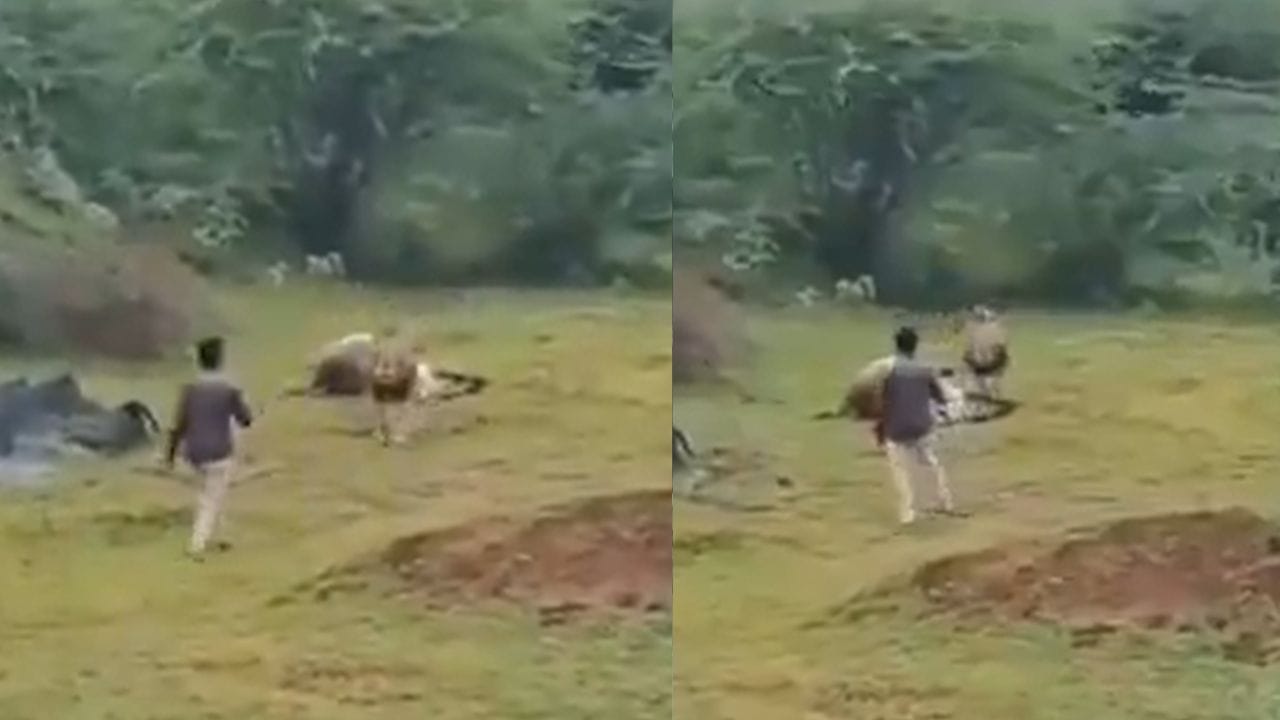 Viral Video: ਸ਼ੇਰ ਖੁਸ਼ੀ ਨਾਲ ਖਾ ਰਿਹਾ ਸੀ ਸ਼ਿਕਾਰ, ਸ਼ਖਸ ਨੂੰ ਨਹੀਂ ਆਇਆ ਚੈਨ, ਵੀਡੀਓ ਬਣਾਉਣ ਦੇ ਚੱਕਰ 'ਚ ਚੁੱਕਿਆ ਖ਼ਤਰਾ