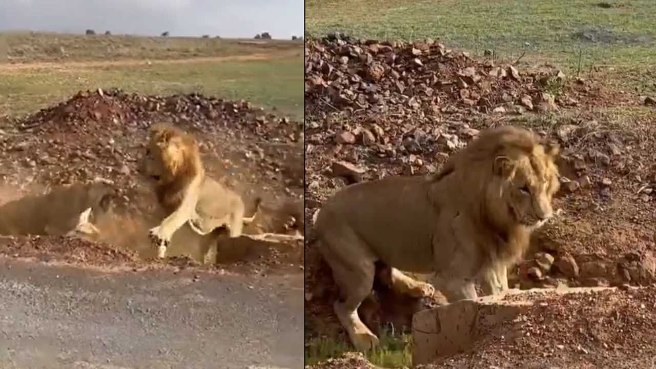 Viral Video: ਸ਼ੇਰ ਘਰਵਾਲੀ ਅੱਗੇ ਹੋਇਆ ਢੇਰ,ਲੋਕਾਂ ਦੇ ਨਿਕਲੇ ਹਾਸੇ Viral Video: ਸ਼ੇਰ ਘਰਵਾਲੀ ਅੱਗੇ ਹੋਇਆ ਢੇਰ,ਲੋਕਾਂ ਦੇ ਨਿਕਲੇ ਹਾਸੇ