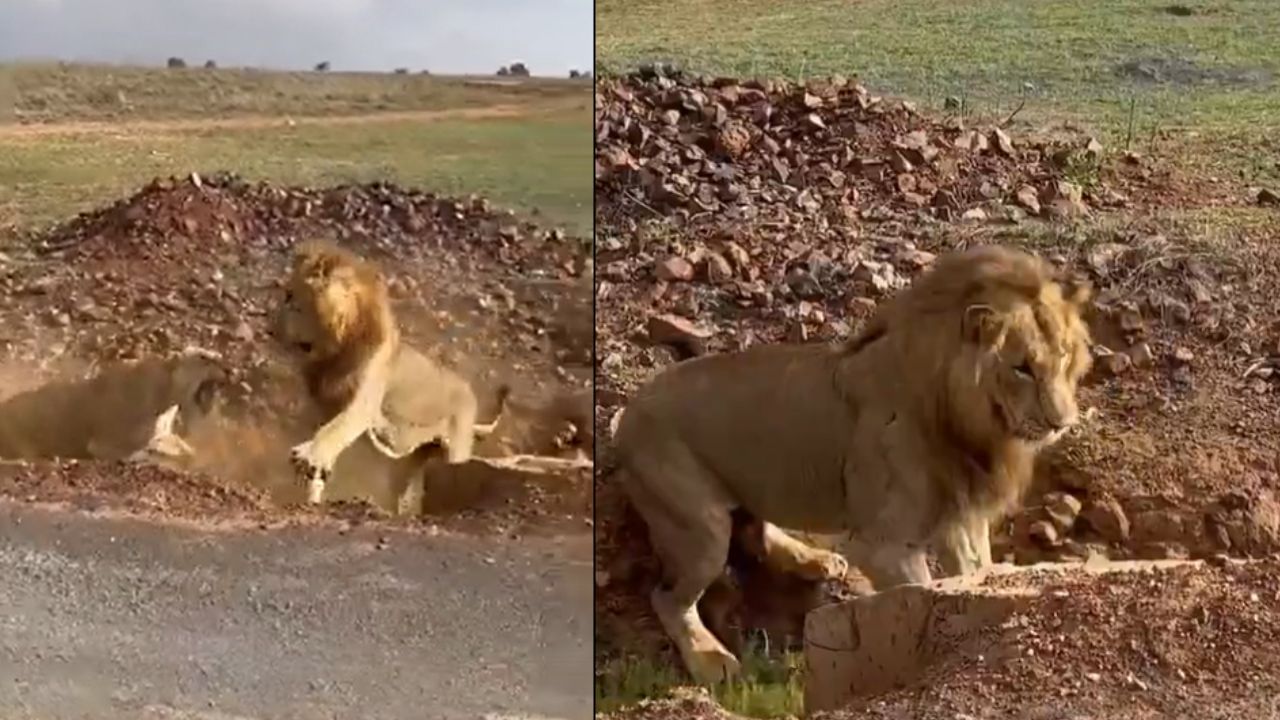 Viral Video: ਸ਼ੇਰ ਘਰਵਾਲੀ ਅੱਗੇ ਹੋਇਆ ਢੇਰ,ਲੋਕਾਂ ਦੇ ਨਿਕਲੇ ਹਾਸੇ