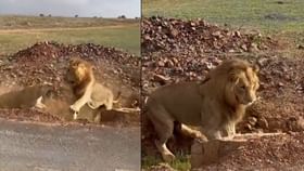 Viral Video: ਸ਼ੇਰ ਘਰਵਾਲੀ ਅੱਗੇ ਹੋਇਆ ਢੇਰ,ਲੋਕਾਂ ਦੇ ਨਿਕਲੇ ਹਾਸੇ Viral Video: ਸ਼ੇਰ ਘਰਵਾਲੀ ਅੱਗੇ ਹੋਇਆ ਢੇਰ,ਲੋਕਾਂ ਦੇ ਨਿਕਲੇ ਹਾਸੇ