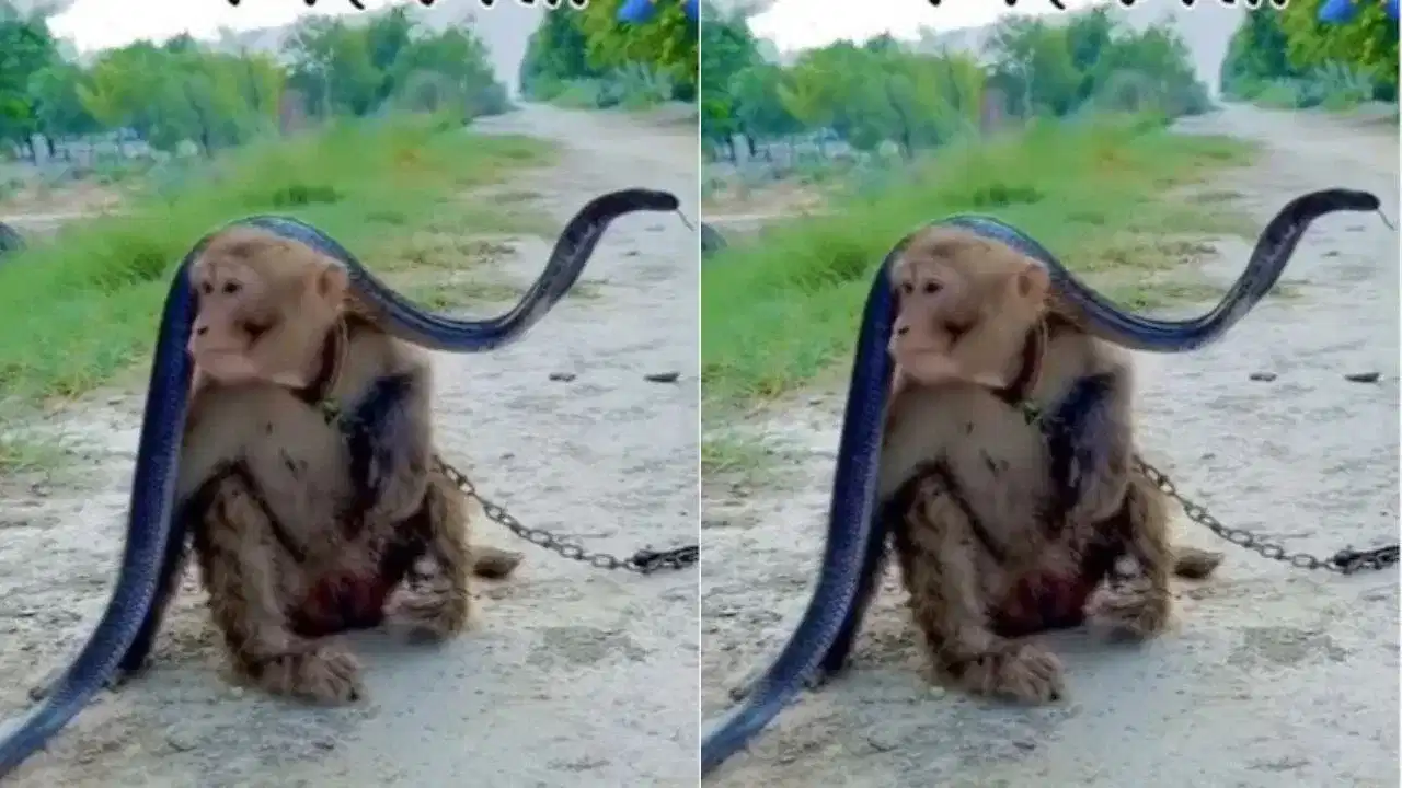 Viral Video : ਬਾਂਦਰ ਨੇ ਸਿਰ ਤੇ ਚੁੱਕਿਆ ਸੱਪ, ਵੀਡਿਉ ਦੇਖ ਲੋਕ ਹੈਰਾਨ Viral Video : ਬਾਂਦਰ ਨੇ ਸਿਰ ਤੇ ਚੁੱਕਿਆ ਸੱਪ, ਵੀਡਿਉ ਦੇਖ ਲੋਕ ਹੈਰਾਨ