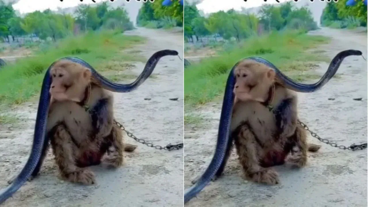 Viral Video : ਬਾਂਦਰ ਨੇ ਸਿਰ 'ਤੇ ਚੁੱਕਿਆ ਸੱਪ, ਵੀਡਿਉ ਦੇਖ ਲੋਕ ਹੈਰਾਨ