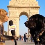 Viral: ਮੰਕੀ ਦਾਦਾ ਨੇ ਲਿਆ ਡੋਗੇਸ਼ ਭਾਈ ਦਾ ਇੰਟਰਵਿਊ, ਤੁਸੀਂ ਦੇਖਿਆ? ਵਾਇਰਲ ਹੋ ਰਿਹਾ VIDEO Viral: ਮੰਕੀ ਦਾਦਾ ਨੇ ਲਿਆ ਡੋਗੇਸ਼ ਭਾਈ ਦਾ ਇੰਟਰਵਿਊ, ਤੁਸੀਂ ਦੇਖਿਆ? ਵਾਇਰਲ ਹੋ ਰਿਹਾ VIDEO