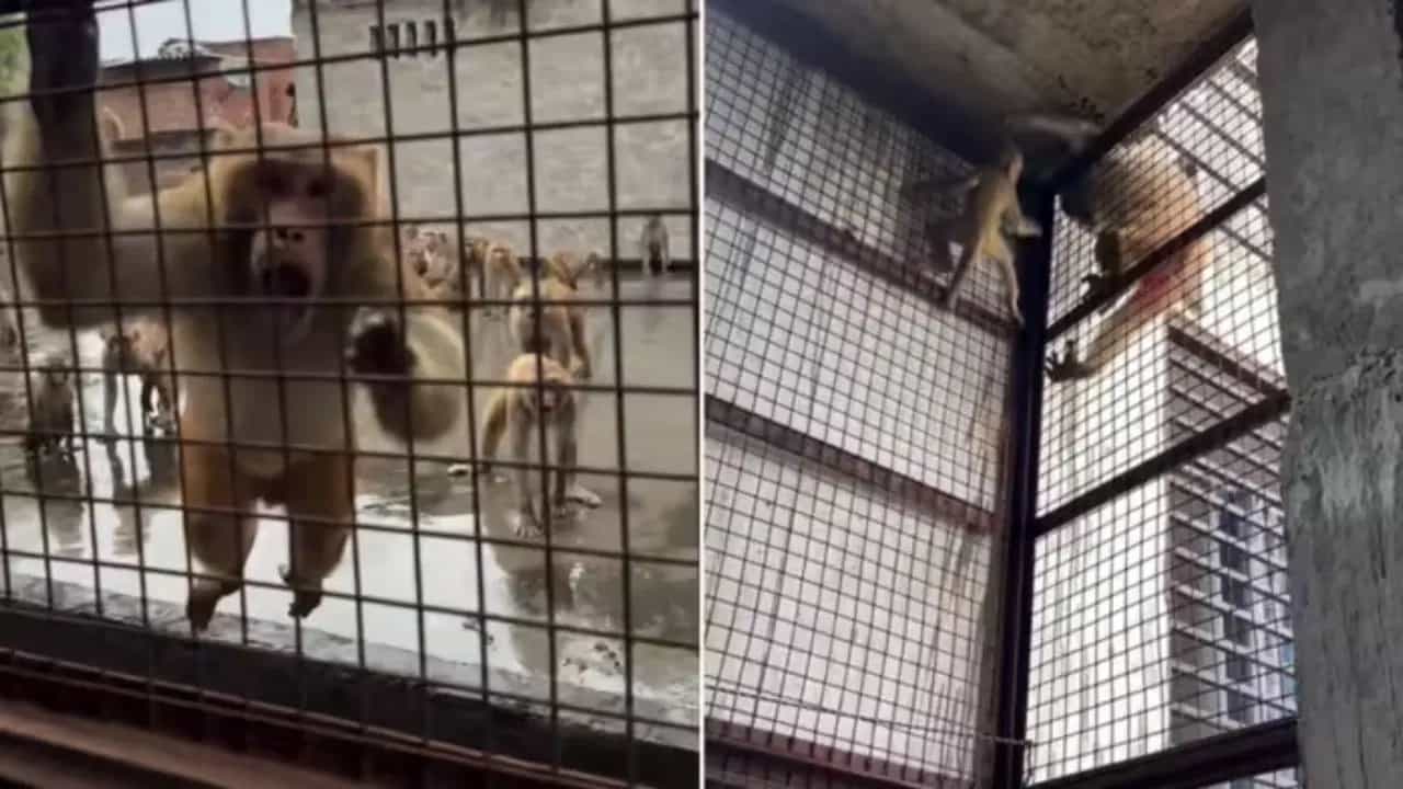 Viral Video: ਘਰ ਵਿੱਚ ਫੱਸਿਆ ਬਾਂਦਰ ਦਾ ਬੱਚਾ ਤਾਂ ਲੈਣ ਪਹੁੰਚ ਗਈ ਪੂਰੀ ਫੌਜ, ਫਿਰ ਕੀ ਹੋਇਆ? ਵੋਖੋ ਵੀਡੀਓ