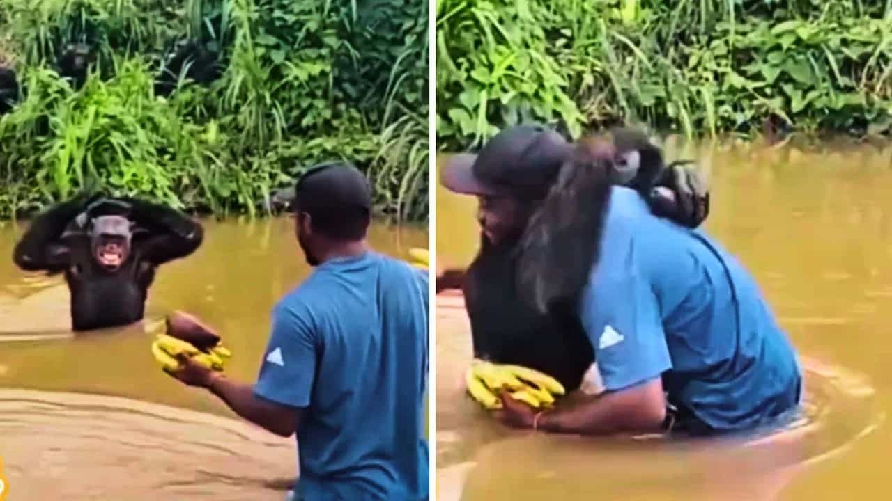 Viral: ਚਿੰਪਾਂਜ਼ੀ ਨੂੰ ਸ਼ਖਸ ਨੇ ਖੁਆਏ ਕੇਲੇ, ਜਾਨਵਰ ਨੇ ਇੰਝ ਪਿਆਰ ਨਾਲ ਪਾਈ ਜੱਫੀ; ਦੇਖੋ VIDEO Viral: ਚਿੰਪਾਂਜ਼ੀ ਨੂੰ ਸ਼ਖਸ ਨੇ ਖੁਆਏ ਕੇਲੇ, ਜਾਨਵਰ ਨੇ ਇੰਝ ਪਿਆਰ ਨਾਲ ਪਾਈ ਜੱਫੀ; ਦੇਖੋ VIDEO