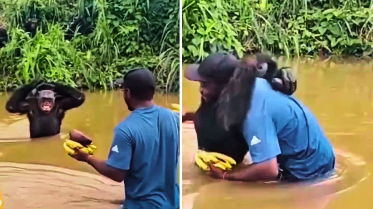 Viral: ਚਿੰਪਾਂਜ਼ੀ ਨੂੰ ਸ਼ਖਸ ਨੇ ਖੁਆਏ ਕੇਲੇ, ਜਾਨਵਰ ਨੇ ਇੰਝ ਪਿਆਰ ਨਾਲ ਪਾਈ ਜੱਫੀ; ਦੇਖੋ VIDEO