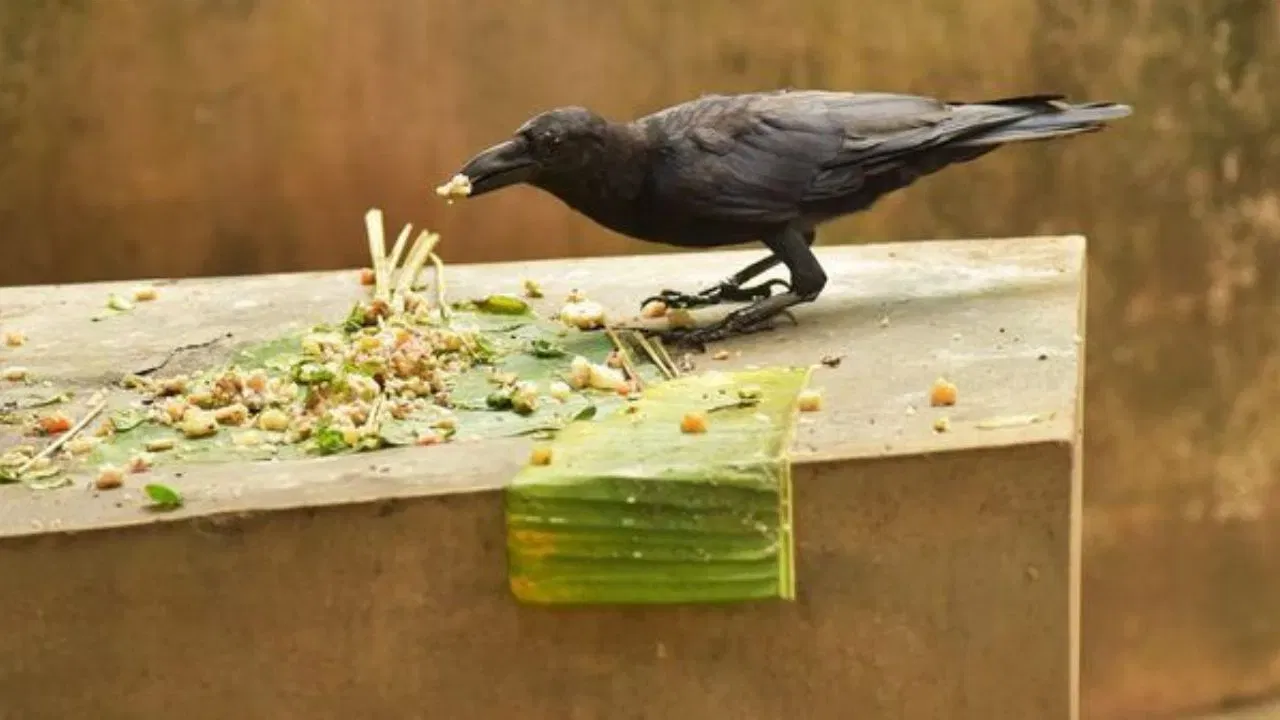 ਹਿੰਦੂ ਧਰਮ ਵਿੱਚ ਸ਼ਰਾਧਾਂ ਦਾ ਵਿਸ਼ੇਸ਼ ਮਹੱਤਵ ਹੈ। ਸਾਲ 2025 ਵਿੱਚ, ਸ਼ਰਾਧ 7 ਸਤੰਬਰ ਤੋਂ ਸ਼ੁਰੂ ਹੋ ਰਹੇ ਹਨ। ਇਸ ਦੌਰਾਨ ਪਿੱਤਰਾਂ ਦਾ ਸ਼ਰਾਧ ਕੀਤਾ ਜਾਂਦਾ ਹੈ। ਪਿੱਤਰਾਂ ਦਾ ਸ਼ਰਾਧ ਕਰਨ ਨਾਲ, ਉਨ੍ਹਾਂ ਦਾ ਆਸ਼ੀਰਵਾਦ ਅਤੇ ਕਿਰਪਾ ਪਰਿਵਾਰ 'ਤੇ ਬਣੀ ਰਹਿੰਦੀ ਹੈ।