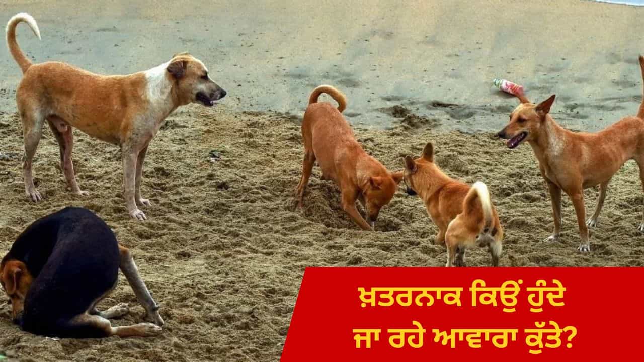 ਖ਼ਤਰਨਾਕ ਕਿਉਂ ਹੁੰਦੇ ਜਾ ਰਹੇ ਆਵਾਰਾ ਕੁੱਤੇ... ਹਰ ਰੋਜ਼ ਔਸਤਨ 6369 ਲੋਕ ਕੁੱਤਿਆਂ ਦੇ ਕੱਟਣ ਦਾ ਬਣਦੇ ਸ਼ਿਕਾਰ ਖ਼ਤਰਨਾਕ ਕਿਉਂ ਹੁੰਦੇ ਜਾ ਰਹੇ ਆਵਾਰਾ ਕੁੱਤੇ... ਹਰ ਰੋਜ਼ ਔਸਤਨ 6369 ਲੋਕ ਕੁੱਤਿਆਂ ਦੇ ਕੱਟਣ ਦਾ ਬਣਦੇ ਸ਼ਿਕਾਰ