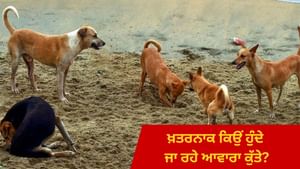ਖ਼ਤਰਨਾਕ ਕਿਉਂ ਹੁੰਦੇ ਜਾ ਰਹੇ ਆਵਾਰਾ ਕੁੱਤੇ... ਹਰ ਰੋਜ਼ 6369 ਲੋਕ ਬਣਦੇ ਸ਼ਿਕਾਰ