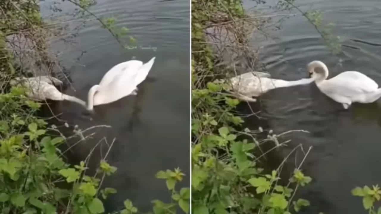 Viral: ਹੰਸ ਨੇ ਬੇਜਾਨ ਸਾਥੀ ਨੂੰ ਜਗਾਉਣ ਦੀ ਕੀਤੀ ਕੋਸ਼ਿਸ਼ , ਵੀਡੀਓ ਦੇਖ ਕੇ ਸਮਝ ਜਾਵੋਗੇ ਪਿਆਰ ਅਤੇ ਵਿਛੋੜੇ ਦੇ ਦਰਦ Viral: ਹੰਸ ਨੇ ਬੇਜਾਨ ਸਾਥੀ ਨੂੰ ਜਗਾਉਣ ਦੀ ਕੀਤੀ ਕੋਸ਼ਿਸ਼ , ਵੀਡੀਓ ਦੇਖ ਕੇ ਸਮਝ ਜਾਵੋਗੇ ਪਿਆਰ ਅਤੇ ਵਿਛੋੜੇ ਦੇ ਦਰਦ