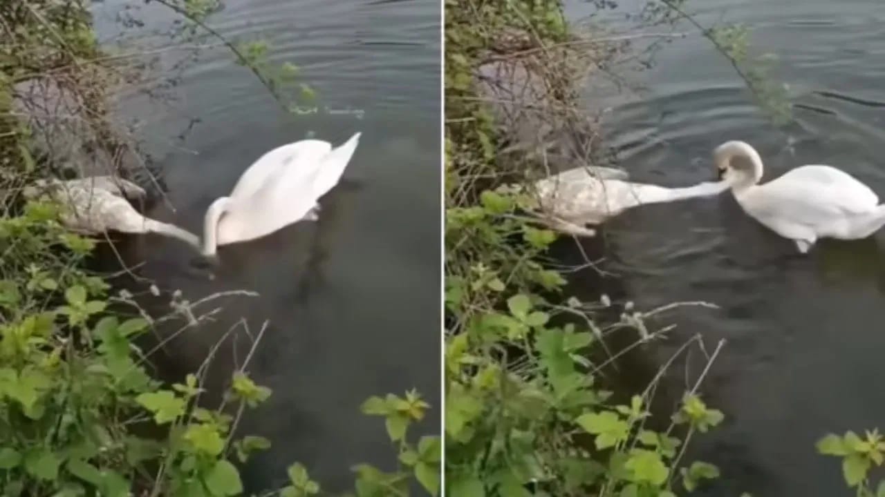 Viral: ਹੰਸ ਨੇ ਬੇਜਾਨ ਸਾਥੀ ਨੂੰ ਜਗਾਉਣ ਦੀ ਕੀਤੀ ਕੋਸ਼ਿਸ਼ , ਵੀਡੀਓ ਦੇਖ ਕੇ ਸਮਝ ਜਾਵੋਗੇ ਪਿਆਰ ਅਤੇ ਵਿਛੋੜੇ ਦੇ ਦਰਦ