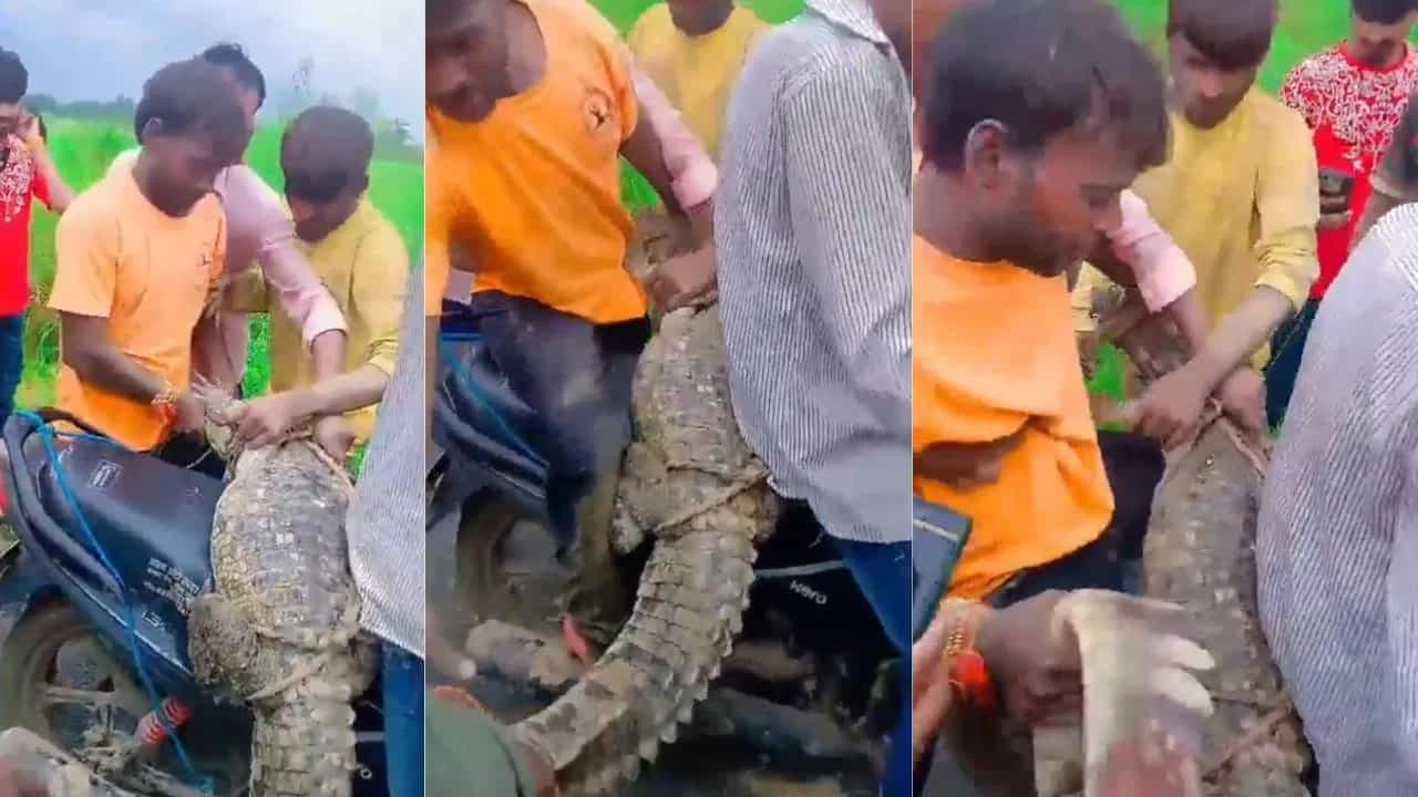 Viral: ਹੜ੍ਹ ਵਿੱਚ ਵਹਿ ਕੇ ਆ ਗਿਆ ਮਗਰਮੱਛ, ਮੁੰਡਿਆਂ ਨੇ ਕਰਵਾ ਦਿੱਤੀ ਬਾਈਕ ਦੀ ਸਵਾਰੀ Viral: ਹੜ੍ਹ ਵਿੱਚ ਵਹਿ ਕੇ ਆ ਗਿਆ ਮਗਰਮੱਛ, ਮੁੰਡਿਆਂ ਨੇ ਕਰਵਾ ਦਿੱਤੀ ਬਾਈਕ ਦੀ ਸਵਾਰੀ