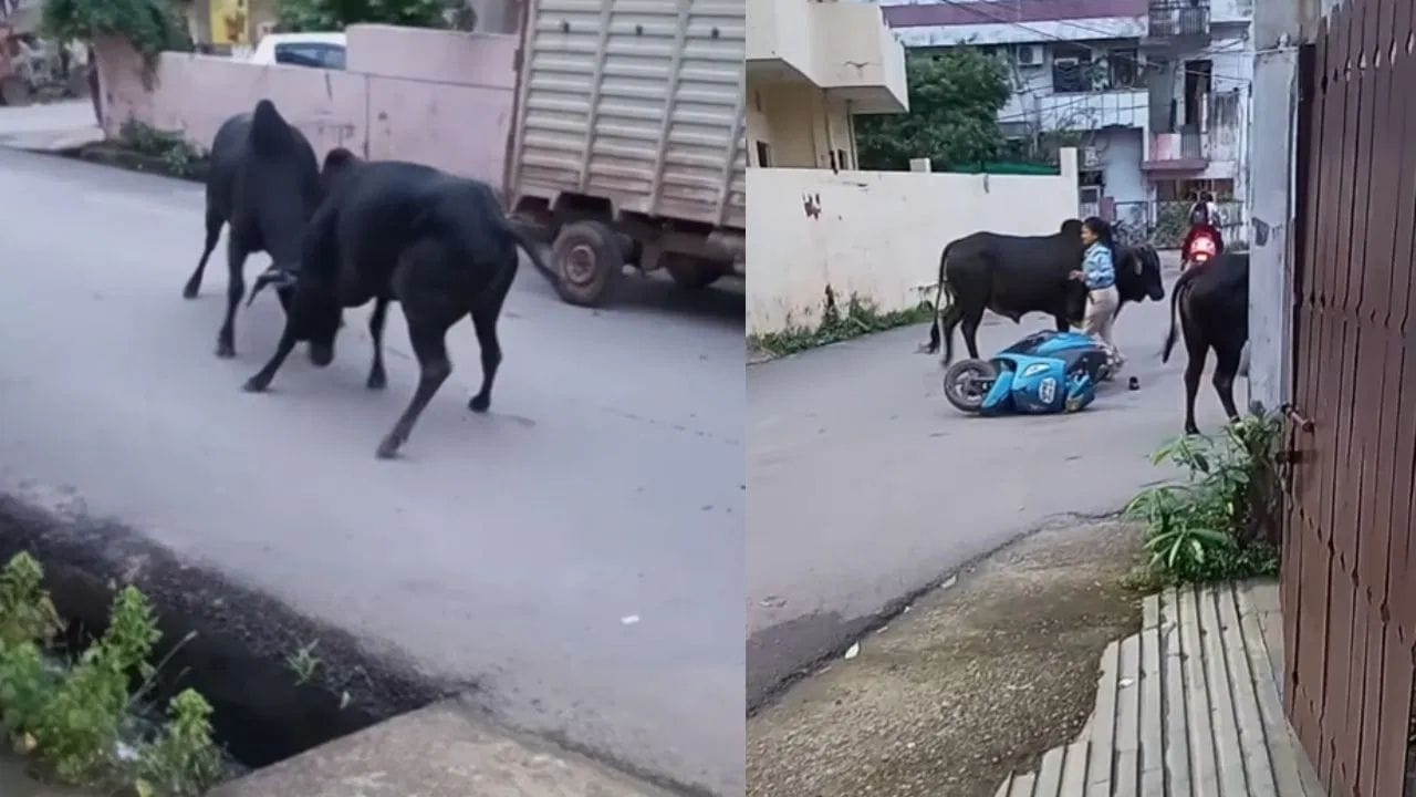 ਸੜਕ 'ਤੇ ਲੜ੍ਹ ਰਹੇ ਸੀ ਦੋ ਸਾਨ੍ਹ, ਵਿਚਕਾਰ ਆ ਗਈ ਸਕੂਟਰੀ ਸਵਾਰ ਕੁੜੀ, ਲੋਕ ਬੋਲੇ- ਇਹ WWE ਨਹੀਂ, ਇਹ GWW ਹੈ