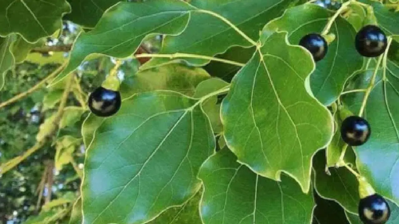 ਕਪੂਰ ਦੇ ਰੁੱਖ ਦੇ ਬਹੁਤ ਸਾਰੇ ਸਿਹਤ ਲਾਭ ਹਨ, ਇਸਦੀ ਵਰਤੋਂ ਦਵਾਈਆਂ ਬਣਾਉਣ ਵਿੱਚ ਵੀ ਕੀਤੀ ਜਾਂਦੀ ਹੈ। ਕਪੂਰ ਦਾ ਰੁੱਖ ਵਾਤਾਵਰਣ ਲਈ ਬਹੁਤ ਵਧੀਆ ਹੈ ਅਤੇ ਇਹ ਹਵਾ ਸ਼ੁੱਧ ਕਰਨ ਦਾ ਵੀ ਕੰਮ ਕਰਦਾ ਹੈ। (All Photos: Unsplash/Getty Image)