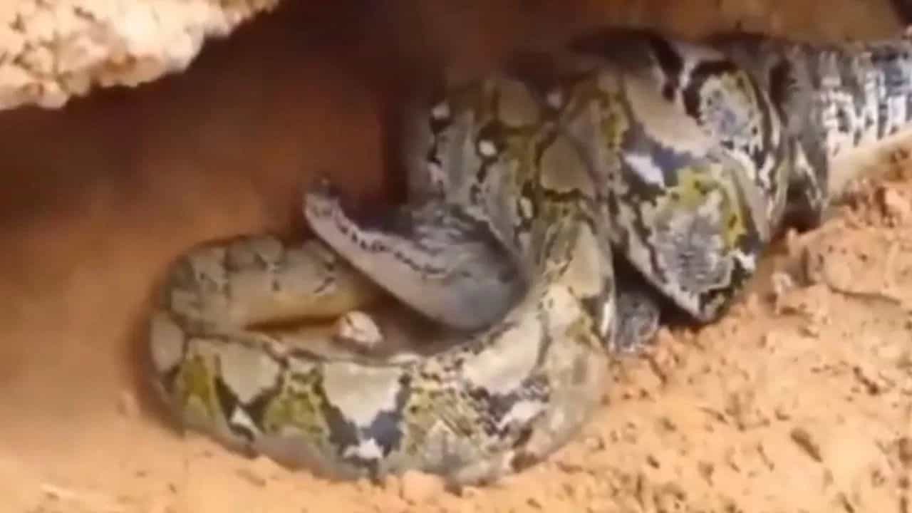 ਮਗਰਮੱਛ ਤੇ ਅਜਗਰ ਵਿਚਕਾਰ ਹੋਈ ਲੜਾਈ, ਦੇਖੋ ਕੌਣ ਜਿੱਤਿਆ ਤੇ ਹਾਰਿਆ; ਹੈਰਾਨ ਕਰ ਦੇਵੇਗਾ ਇਹ VIDEO ਮਗਰਮੱਛ ਤੇ ਅਜਗਰ ਵਿਚਕਾਰ ਹੋਈ ਲੜਾਈ, ਦੇਖੋ ਕੌਣ ਜਿੱਤਿਆ ਤੇ ਹਾਰਿਆ; ਹੈਰਾਨ ਕਰ ਦੇਵੇਗਾ ਇਹ VIDEO