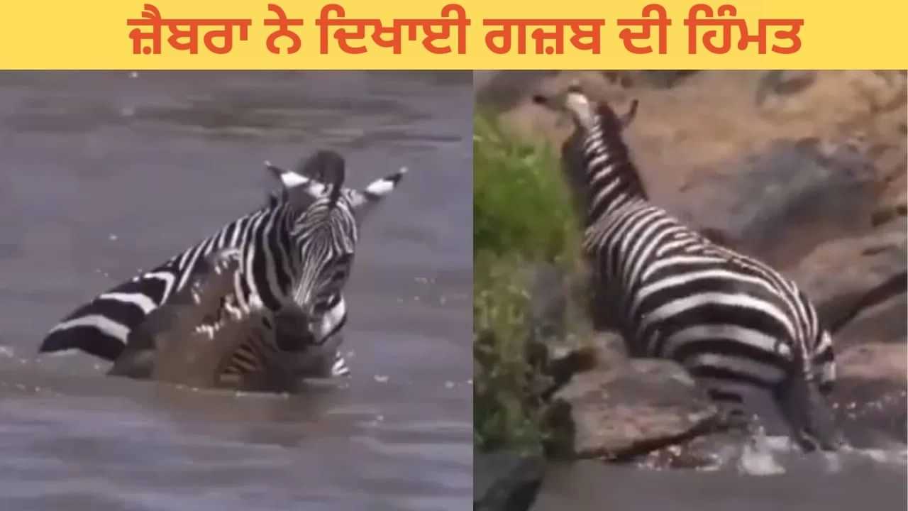 ਅੰਤ ਤੱਕ ਨਹੀਂ ਮੰਨੀ ਹਾਰ, ਮਗਰਮੱਛਾਂ ਤੋਂ ਇੰਝ ਬਚ ਕੇ ਨਿਕਲਿਆ ਜ਼ੈਬਰਾ, ਦਿਖਾਈ ਗਜ਼ਬ ਦੀ ਹਿੰਮਤ ਅੰਤ ਤੱਕ ਨਹੀਂ ਮੰਨੀ ਹਾਰ, ਮਗਰਮੱਛਾਂ ਤੋਂ ਇੰਝ ਬਚ ਕੇ ਨਿਕਲਿਆ ਜ਼ੈਬਰਾ, ਦਿਖਾਈ ਗਜ਼ਬ ਦੀ ਹਿੰਮਤ