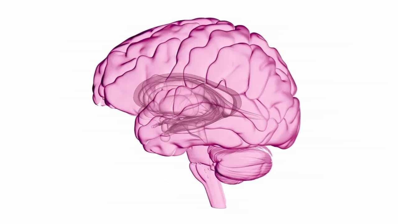 ਦਿਮਾਗ ਦੀ ਸਿਹਤ ਲਈ ਸਭ ਤੋਂ ਵਧੀਆ ਭੋਜਨ ਕੀ ਹਨ? ਡਾਕਟਰ ਤੋਂ ਜਾਣੋ ਦਿਮਾਗ ਦੀ ਸਿਹਤ ਲਈ ਸਭ ਤੋਂ ਵਧੀਆ ਭੋਜਨ ਕੀ ਹਨ? ਡਾਕਟਰ ਤੋਂ ਜਾਣੋ