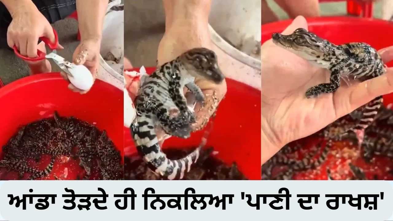 ਕੀ ਤੁਸੀਂ ਕਦੇ ਅੰਡੇ ਚੋਂ ਮਗਰਮੱਛ ਨੂੰ ਨਿਕਲਦੇ ਹੋਏ ਦੇਖਿਆ ਹੈ? Video ਦੇਖ ਕੇ ਉੱਡ ਜਾਣਗੇ ਹੋਸ਼