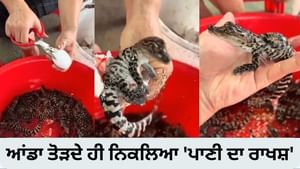 ਕੀ ਤੁਸੀਂ ਅੰਡੇ 'ਚੋਂ ਮਗਰਮੱਛ ਨੂੰ ਨਿਕਲਦੇ ਹੋਏ ਦੇਖਿਆ?Video ਦੇਖ ਉੱਡ ਜਾਣਗੇ ਹੋਸ਼