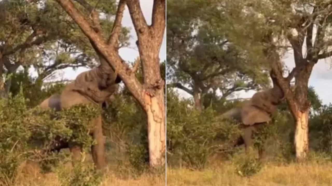 ਹਾਥੀ ਨੇ ਦਿਖਾਈ ਆਪਣੀ ਤਾਕਤ, ਇੱਕ ਝਟਕੇ ਚ ਉਖਾੜਿਆ ਦਰੱਖਤ, ਵੀਡੀਓ ਦੇਖ ਲੋਕ ਹੈਰਾਨ