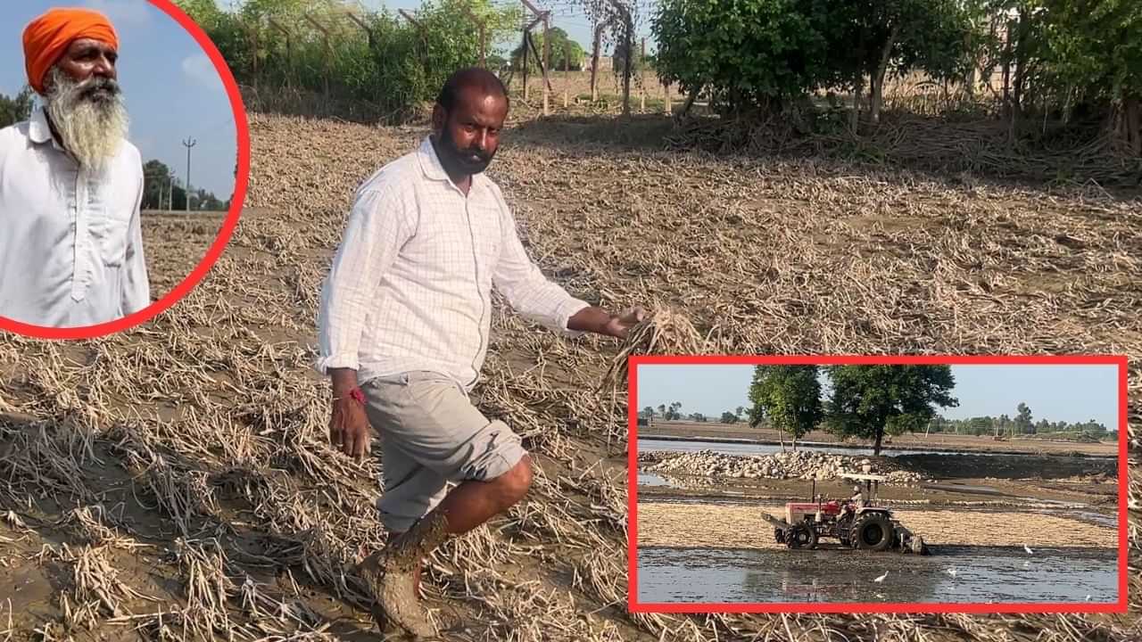ਸਤਲੁਜ ਦਰਿਆ ਦਾ ਪਾਣੀ ਘਟਣ ਤੋਂ ਬਾਅਦ ਜ਼ਮੀਨੀ ਹਾਲਾਤ, ਫਸਲਾਂ ਪੂਰੀ ਤਰ੍ਹਾਂ ਬਰਬਾਦ, ਲੋਕ ਪ੍ਰੇਸ਼ਾਨ ਸਤਲੁਜ ਦਰਿਆ ਦਾ ਪਾਣੀ ਘਟਣ ਤੋਂ ਬਾਅਦ ਜ਼ਮੀਨੀ ਹਾਲਾਤ, ਫਸਲਾਂ ਪੂਰੀ ਤਰ੍ਹਾਂ ਬਰਬਾਦ, ਲੋਕ ਪ੍ਰੇਸ਼ਾਨ